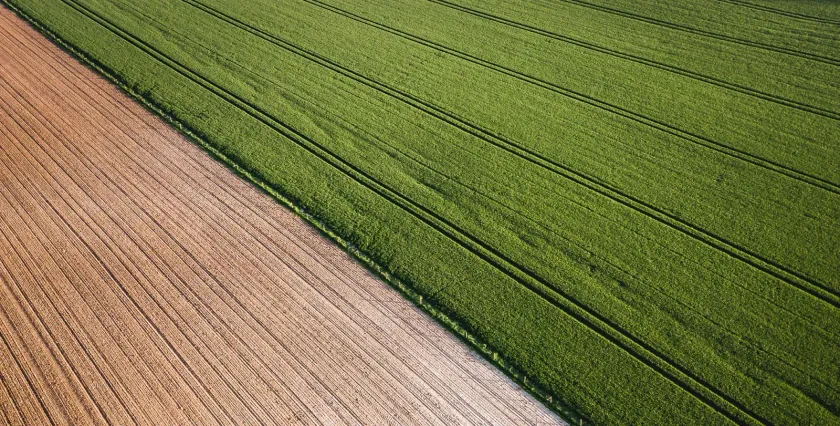 Mehr Weizen ohne mehr Dünger: Nachhaltige Intensivierung durch Präzisionslandwirtschaft